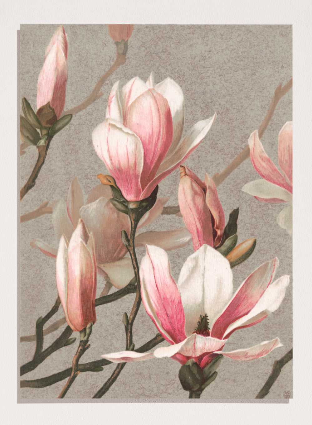 "Magnolia" Art Print