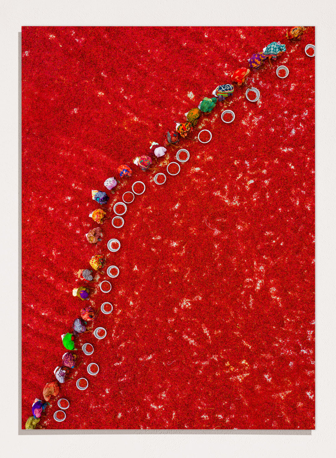 Picking Red Chilies by Azim Khan Ronnie aerial photography print showing workers harvesting red chilli fields Bangladesh, cultural documentary wall art poster