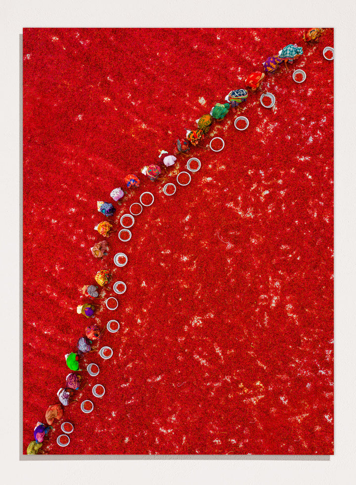 Picking Red Chilies by Azim Khan Ronnie aerial photography print showing workers harvesting red chilli fields Bangladesh, cultural documentary wall art poster
