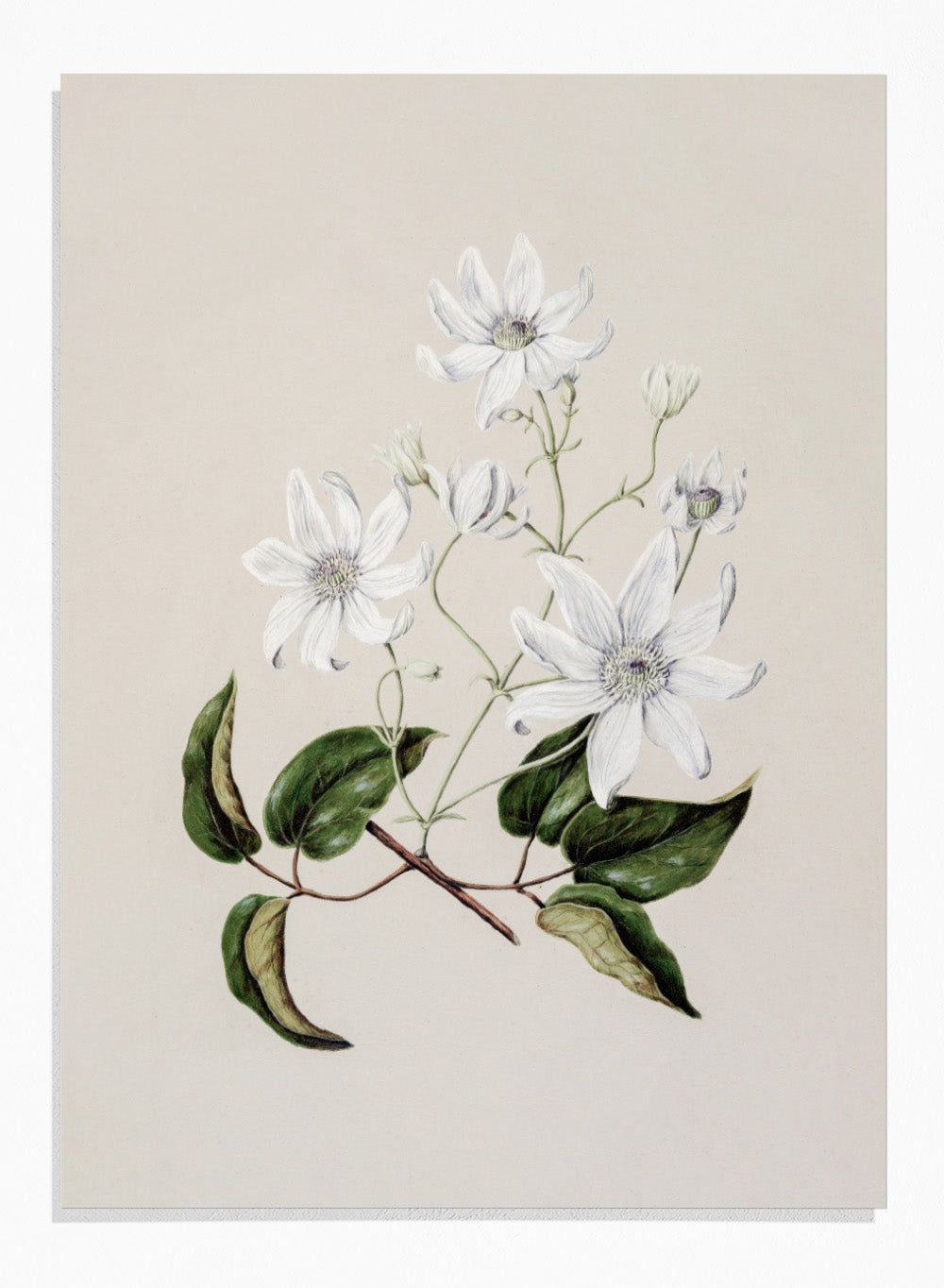 "Puawananga: Clematis Indivisa" Art Print