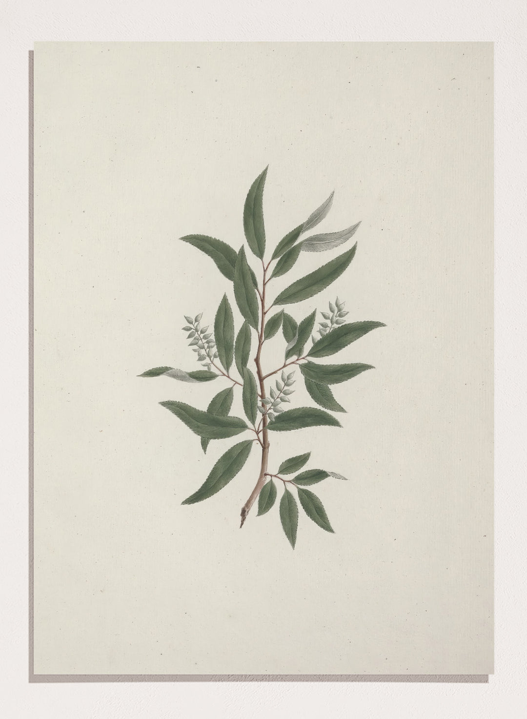 "Willow Tree" Art Print