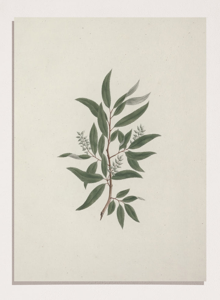 "Willow Tree" Art Print