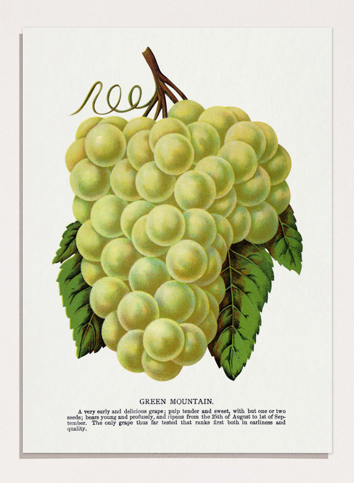 Vintage botanical illustration of a grape bunch with green leaves on a white page, captioned &