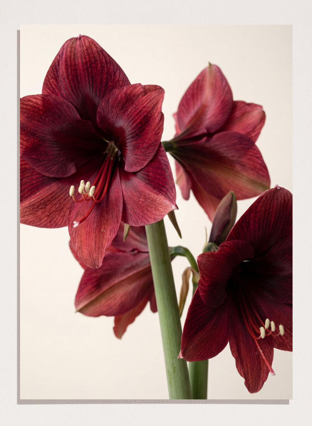 Close-up of dark red amaryllis flowers on a beige background. Red Amaryllis by Andreas Magnusson is a floral photography art print featuring bold red amaryllis flowers, modern botanical wall art style, and officially licensed artwork.
