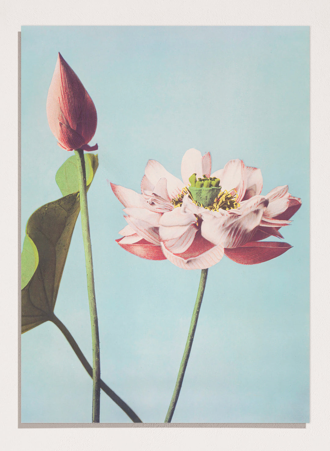 Ogawa Kazumasa Lotus Flowers Japanese Art Print OK01B