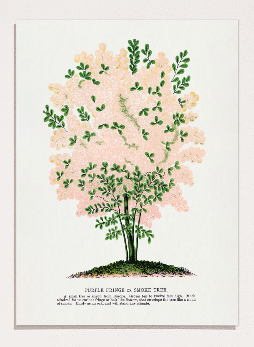 Shop the Purple Fringe Tree art print by Botanical Specimen Rochester Lithographing, a vintage botanical tree illustration featuring soft pink smoke-like blooms and green foliage from a 1900 plate.