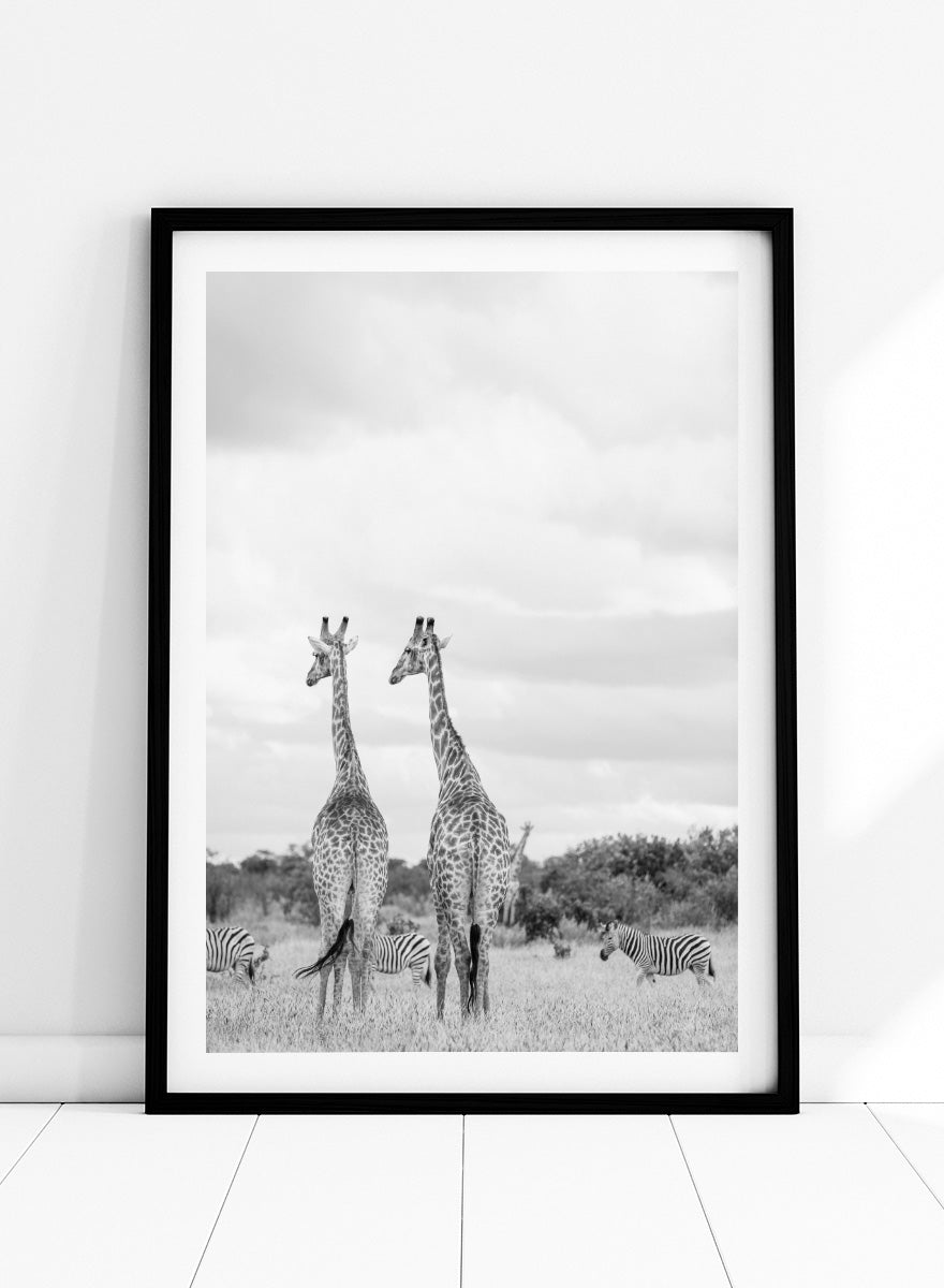 Black and white photographic art print depicting two giraffes in a savanna landscape with zebras and trees under a cloudy sky. Super Safari by Shot by Clint black-and-white wildlife photography print featuring two giraffes standing among zebras in the South African grasslands.