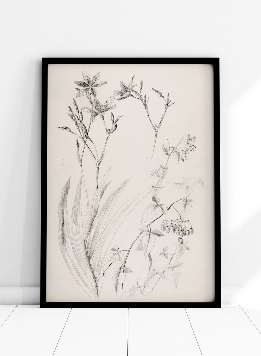 Botanical Study by George Elbert Burr is a vintage pen and ink botanical print of lilies, leaves, and berries, a detailed nature drawing for wall art.