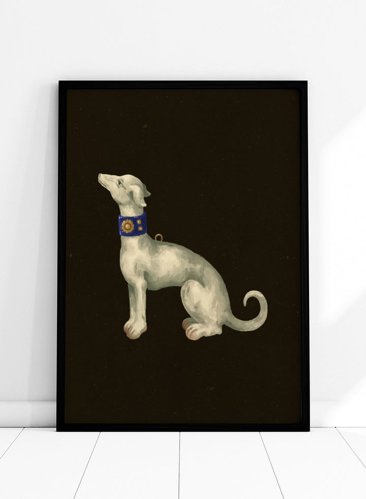 Shop Elegant White Greyhound by NKTN, a dog wall art print poster featuring a graceful white greyhound with a blue and gold collar on a dark background.