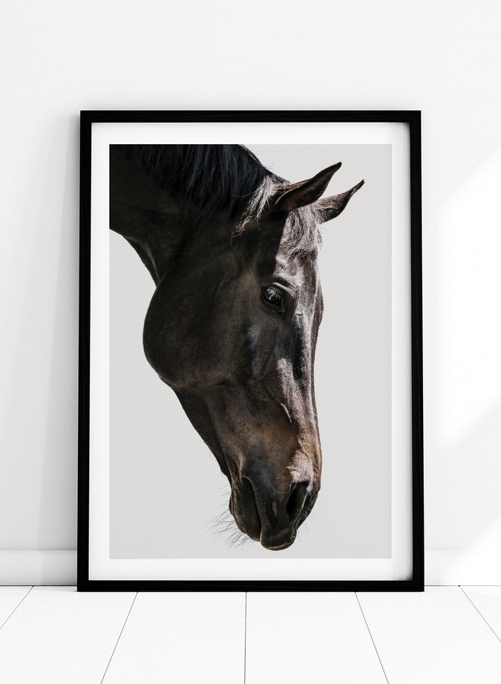 A framed photographic art print featuring a close-up portrait of a dark horse&
