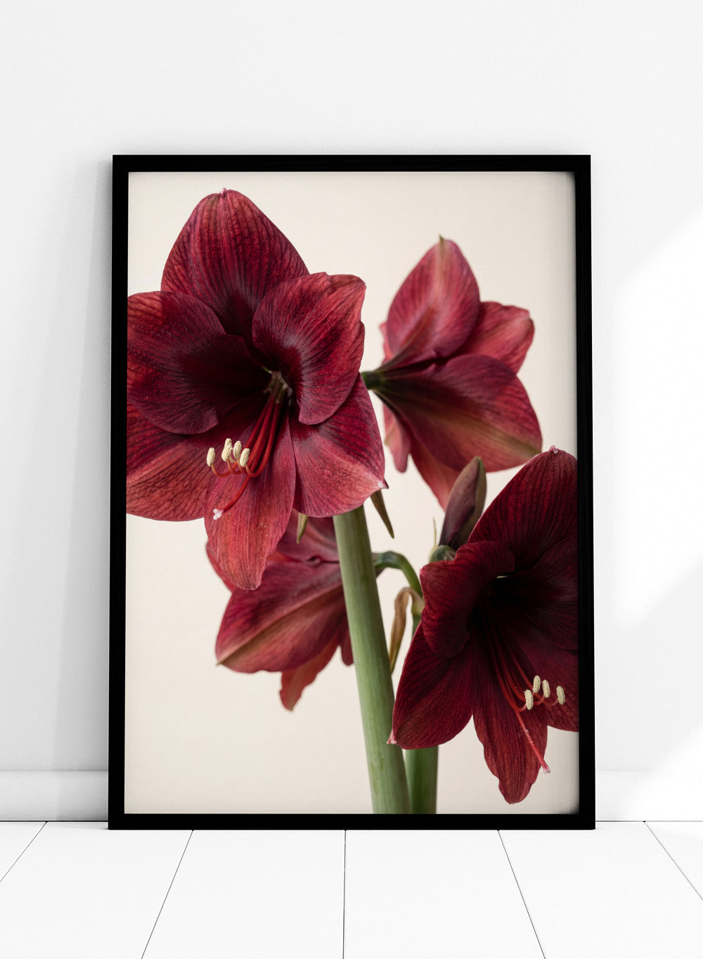 Close-up of dark red amaryllis flowers on a beige background. Red Amaryllis by Andreas Magnusson is a floral photography art print featuring bold red amaryllis flowers, modern botanical wall art style, and officially licensed artwork.