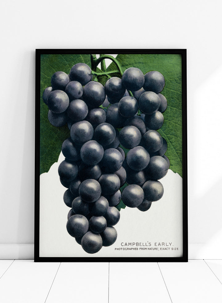 Vintage botanical illustration of a grape cluster hanging from a vine, with dark purple-black grapes and green leaves on a white background, captioned &