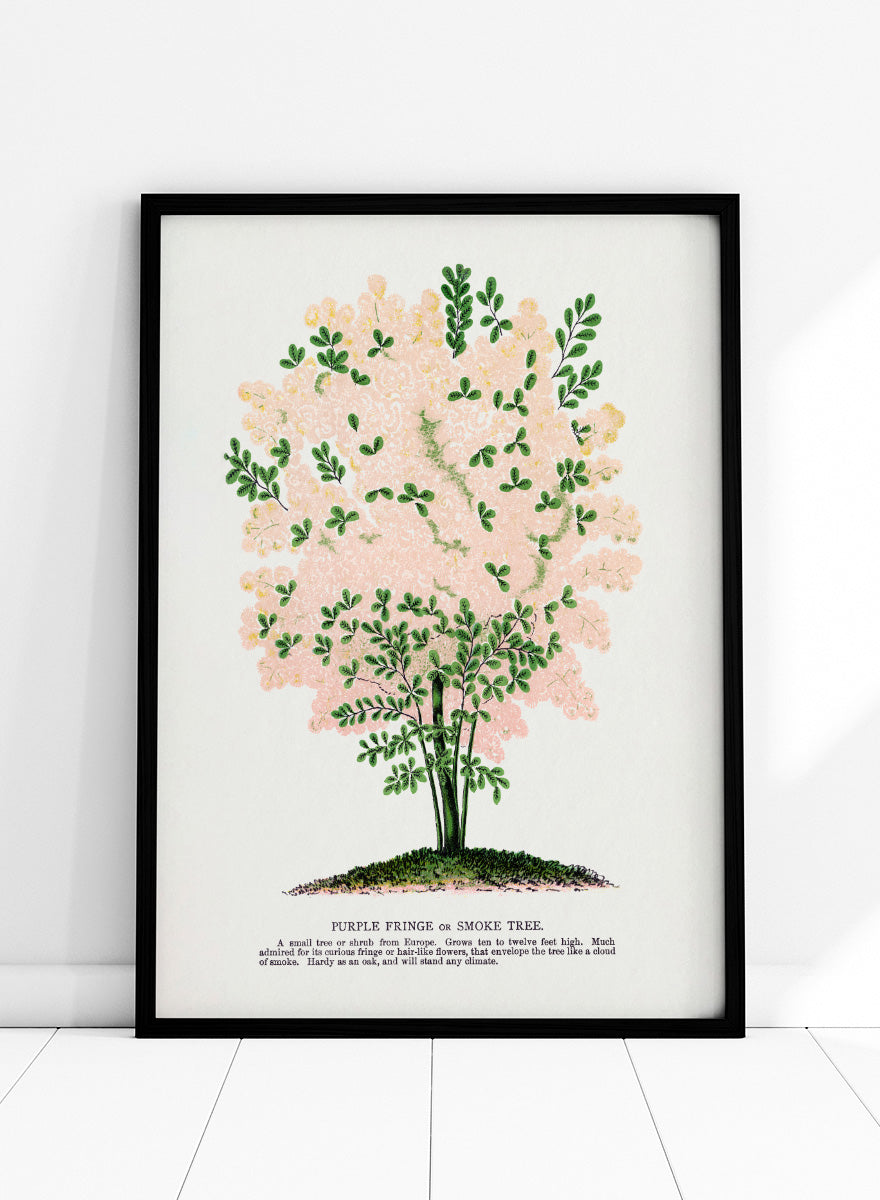 Shop the Purple Fringe Tree art print by Botanical Specimen Rochester Lithographing, a vintage botanical tree illustration featuring soft pink smoke-like blooms and green foliage from a 1900 plate.