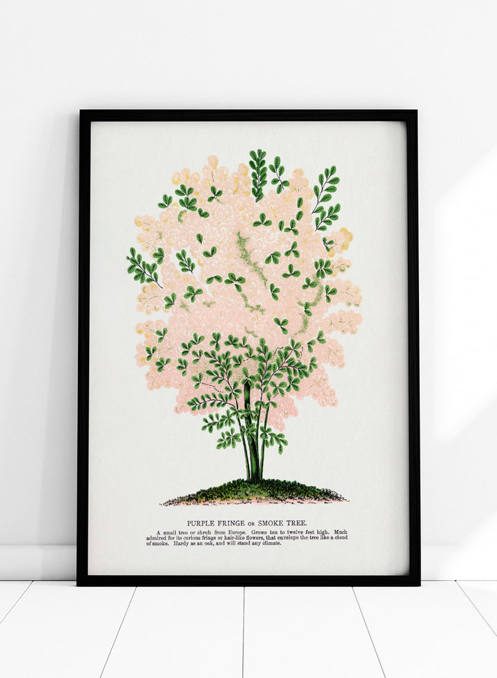 Shop the Purple Fringe Tree art print by Botanical Specimen Rochester Lithographing, a vintage botanical tree illustration featuring soft pink smoke-like blooms and green foliage from a 1900 plate.