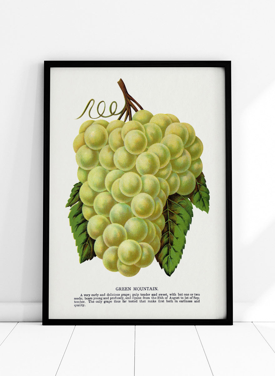 Vintage botanical illustration of a grape bunch with green leaves on a white page, captioned &