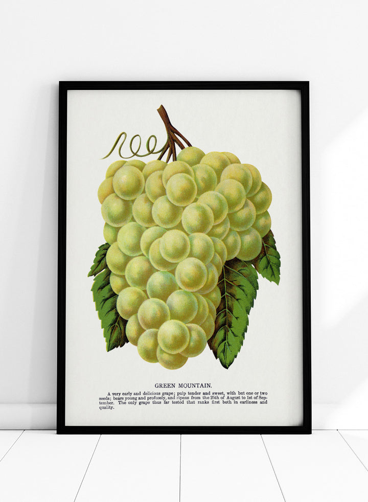 Vintage botanical illustration of a grape bunch with green leaves on a white page, captioned &