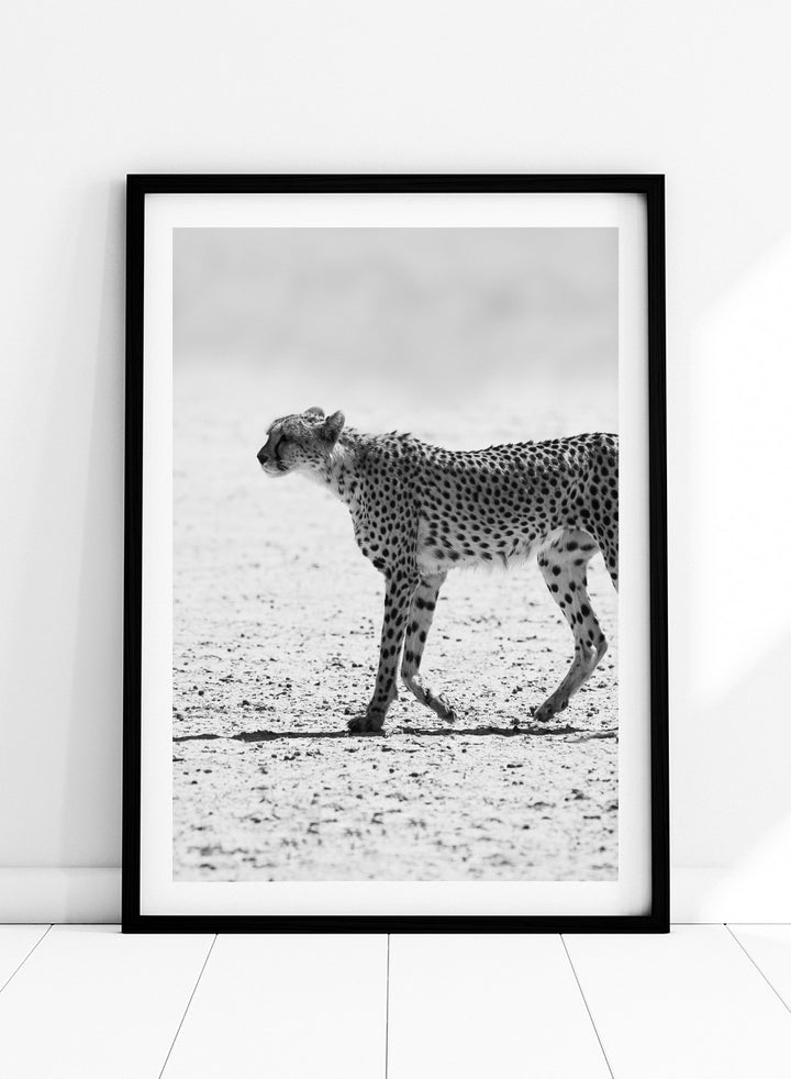 Black and white photographic art print of a cheetah walking across a sandy plain. Silent Pursuit by Shot by Clint black-and-white cheetah photography print featuring focused movement, detailed spots, and powerful wildlife imagery.