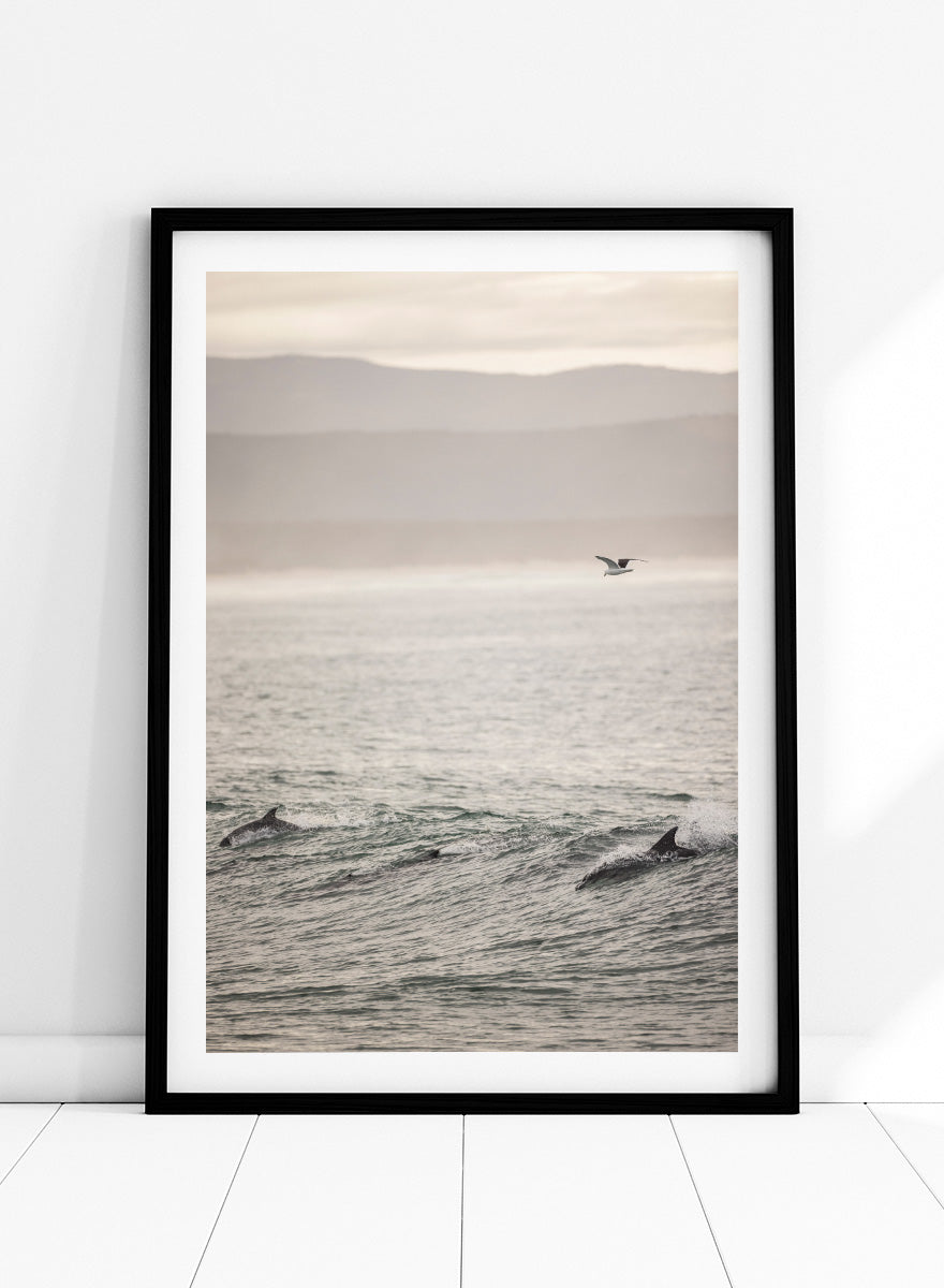 A framed photographic art print depicting dolphins swimming in a misty ocean with a bird flying in the distance. Ocean’s Dance by Shot by Clint ocean photography print featuring dolphins, rolling waves, a flying bird, and hazy coastal hills.