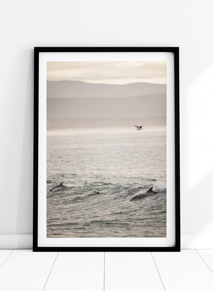 A framed photographic art print depicting dolphins swimming in a misty ocean with a bird flying in the distance. Ocean’s Dance by Shot by Clint ocean photography print featuring dolphins, rolling waves, a flying bird, and hazy coastal hills.