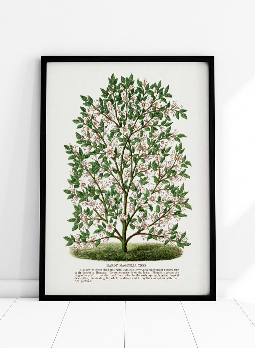 A vintage botanical illustration of a Hardy Magnolia tree, featuring detailed green leaves and clusters of white flowers, with a printed caption at the bottom on an off-white background. Shop the Hardy Magnolia Tree art print by Botanical Specimen Rochester Lithographing, a vintage botanical illustration featuring white magnolia flowers, green foliage, and original specimen text.