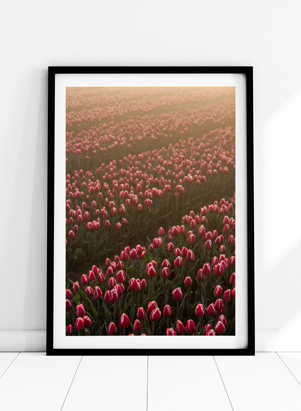 Field of pink tulips with a soft glow, likely from sunset or sunrise. Field of Flowers Art Print by Mareike Böhmer. Floral wall art photography featuring pink tulips. Officially licensed fine art print by German photographer Mareike Böhmer.