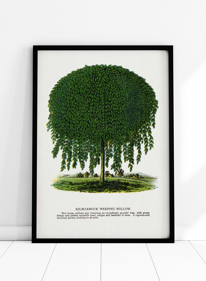 Vintage botanical illustration of a Kilmarnock weeping willow tree, shown with a rounded crown and long drooping green leaves on a white background with printed text below. Shop the Kilmarnock Weeping Willow art print by Botanical Specimen Rochester Lithographing, a vintage botanical tree illustration wit green foliage and original 1900 specimen text.