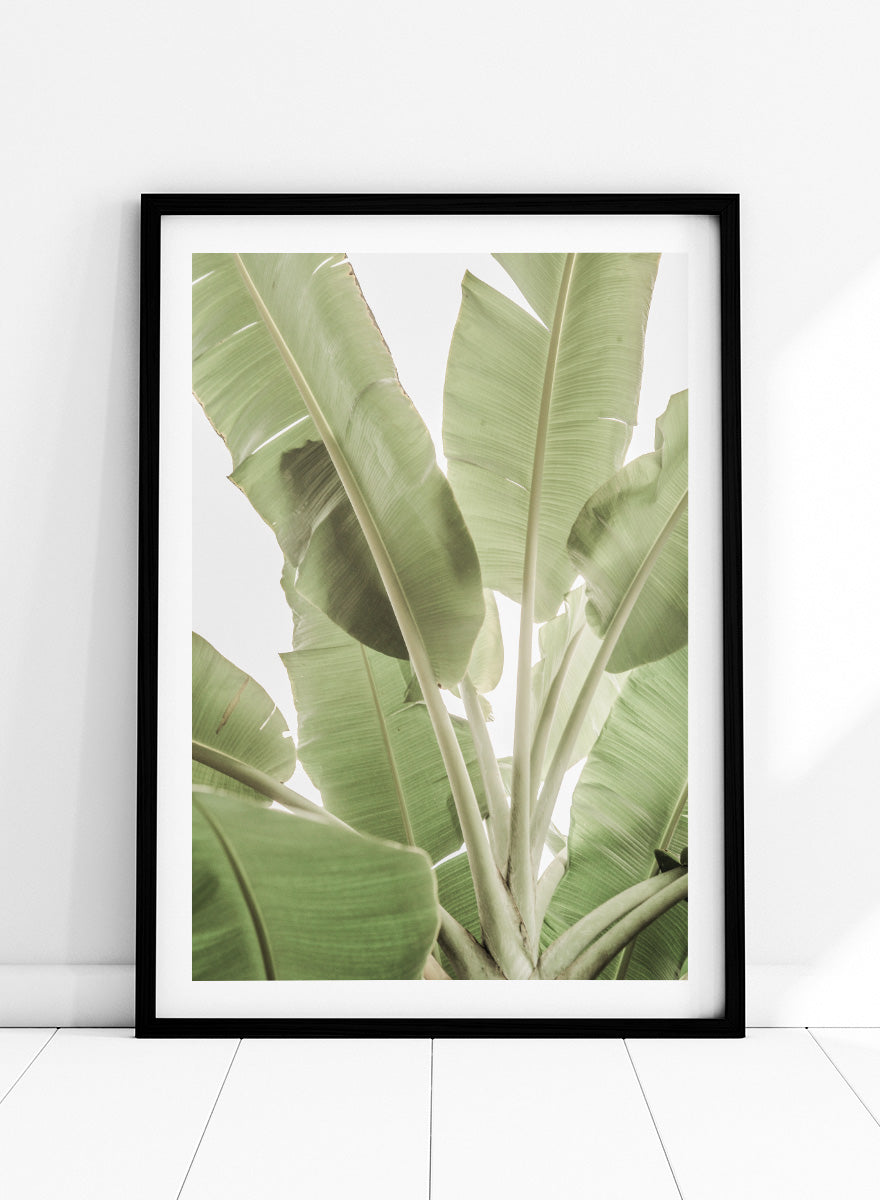 A framed botanical art print featuring large green banana leaves against a bright white background. Verdant Leafscape by Shot by Clint botanical photography print featuring layered banana leaves, pale green tones, natural texture, and bright tropical light.