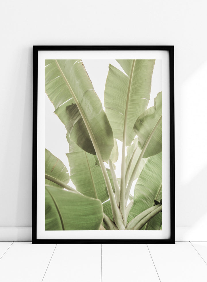 A framed botanical art print featuring large green banana leaves against a bright white background. Verdant Leafscape by Shot by Clint botanical photography print featuring layered banana leaves, pale green tones, natural texture, and bright tropical light.