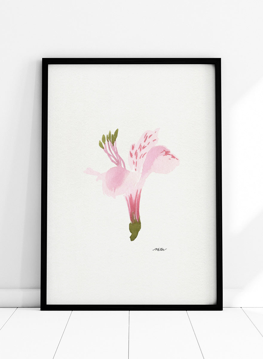 Shop Soft Pink Alstroemeria flower by NKTN, a botanical wall art print poster featuring a single pink alstroemeria flower in a delicate watercolor style.