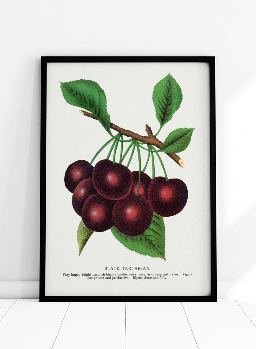 A vintage botanical illustration of a cluster of black tartarian cherries on a branch with green leaves, printed on a white background with descriptive text below. Black Tartarian Cherry Lithograph art print by Botanical Specimen Rochester Lithographing, a vintage botanical fruit illustration featuring dark cherries, green leaves, and original specimen text.