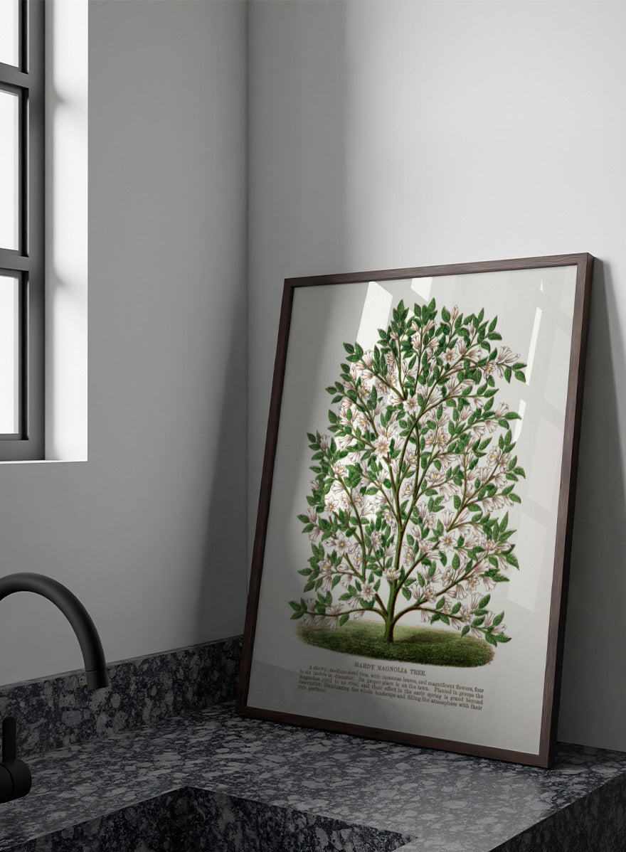 A vintage botanical illustration of a Hardy Magnolia tree, featuring detailed green leaves and clusters of white flowers, with a printed caption at the bottom on an off-white background. Shop the Hardy Magnolia Tree art print by Botanical Specimen Rochester Lithographing, a vintage botanical illustration featuring white magnolia flowers, green foliage, and original specimen text.