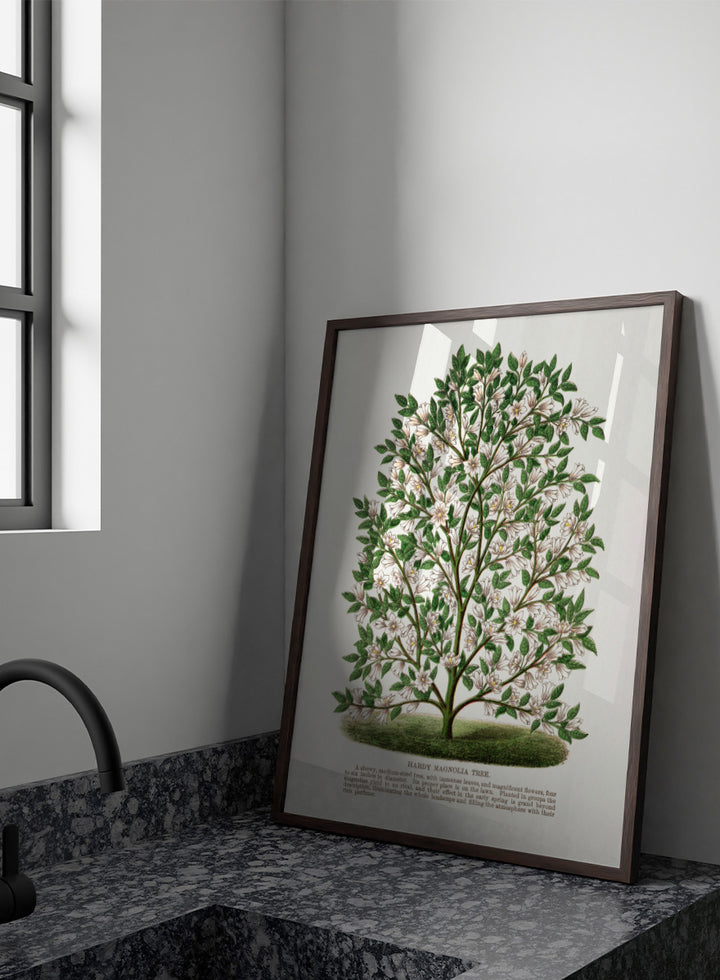 A vintage botanical illustration of a Hardy Magnolia tree, featuring detailed green leaves and clusters of white flowers, with a printed caption at the bottom on an off-white background. Shop the Hardy Magnolia Tree art print by Botanical Specimen Rochester Lithographing, a vintage botanical illustration featuring white magnolia flowers, green foliage, and original specimen text.