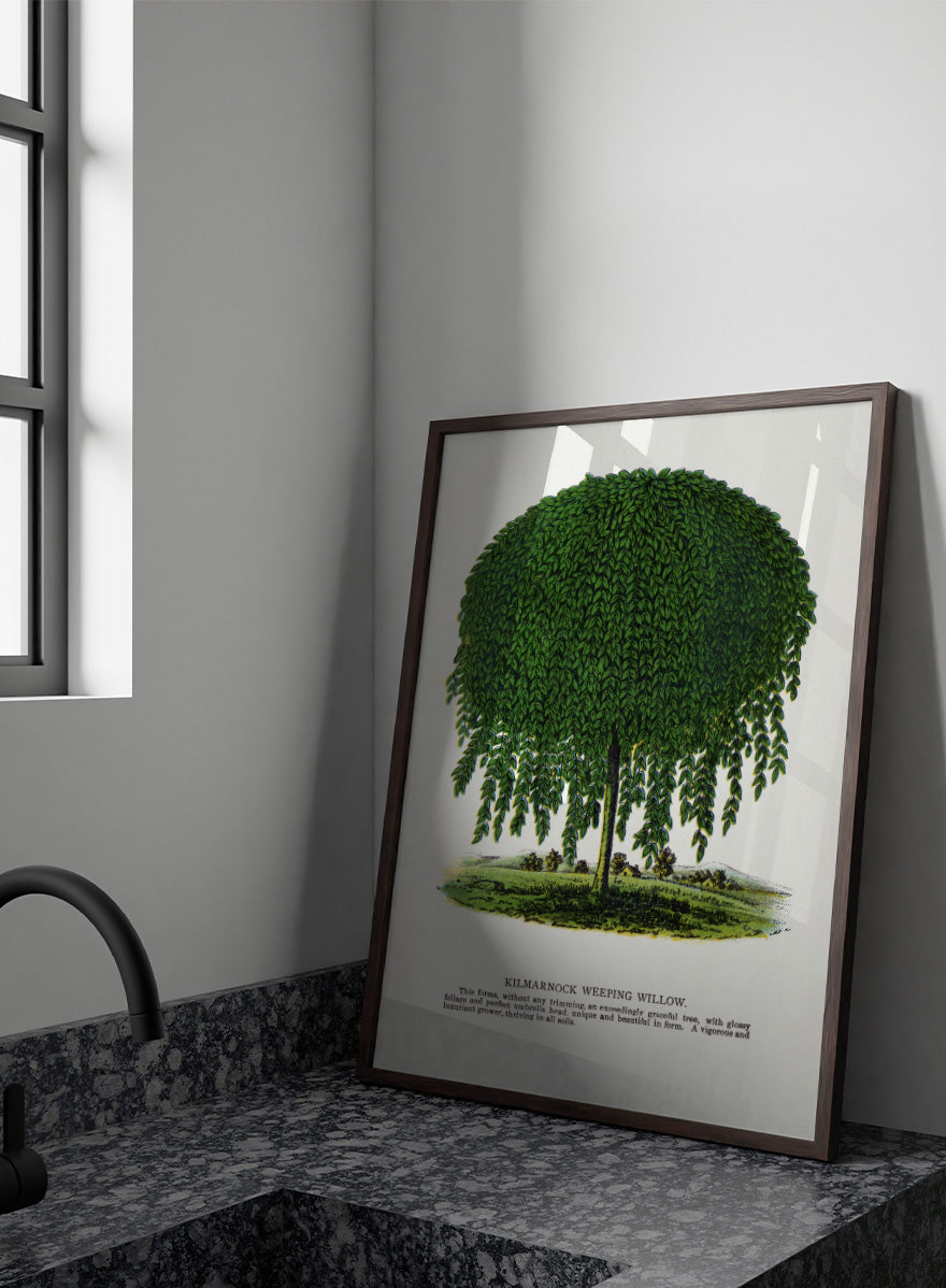 Vintage botanical illustration of a Kilmarnock weeping willow tree, shown with a rounded crown and long drooping green leaves on a white background with printed text below. Shop the Kilmarnock Weeping Willow art print by Botanical Specimen Rochester Lithographing, a vintage botanical tree illustration wit green foliage and original 1900 specimen text.