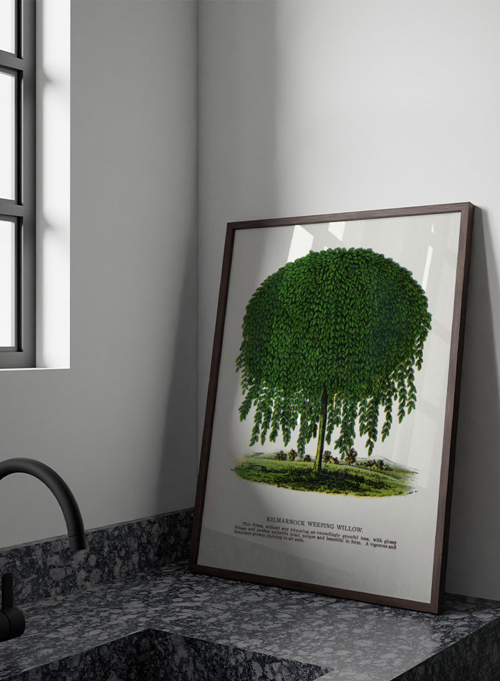 Vintage botanical illustration of a Kilmarnock weeping willow tree, shown with a rounded crown and long drooping green leaves on a white background with printed text below. Shop the Kilmarnock Weeping Willow art print by Botanical Specimen Rochester Lithographing, a vintage botanical tree illustration wit green foliage and original 1900 specimen text.