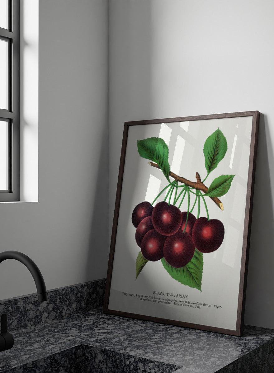A vintage botanical illustration of a cluster of black tartarian cherries on a branch with green leaves, printed on a white background with descriptive text below. Black Tartarian Cherry Lithograph art print by Botanical Specimen Rochester Lithographing, a vintage botanical fruit illustration featuring dark cherries, green leaves, and original specimen text.