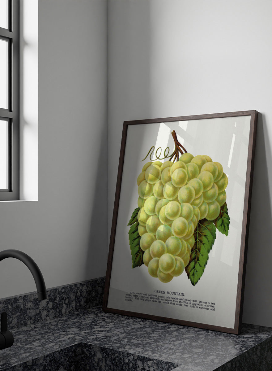 Vintage botanical illustration of a grape bunch with green leaves on a white page, captioned &