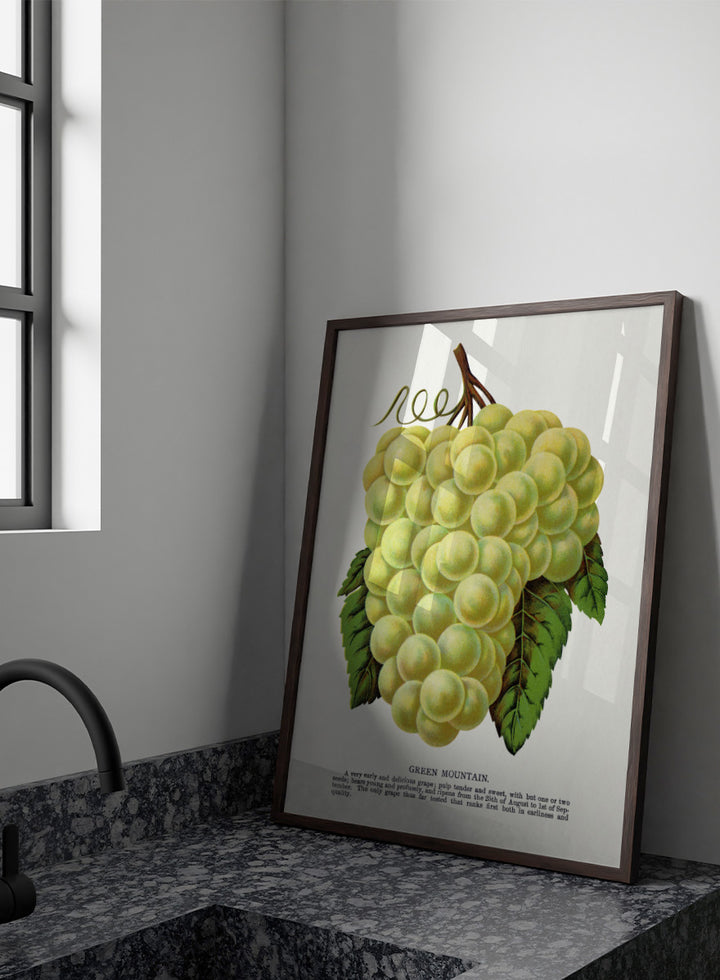 Vintage botanical illustration of a grape bunch with green leaves on a white page, captioned &