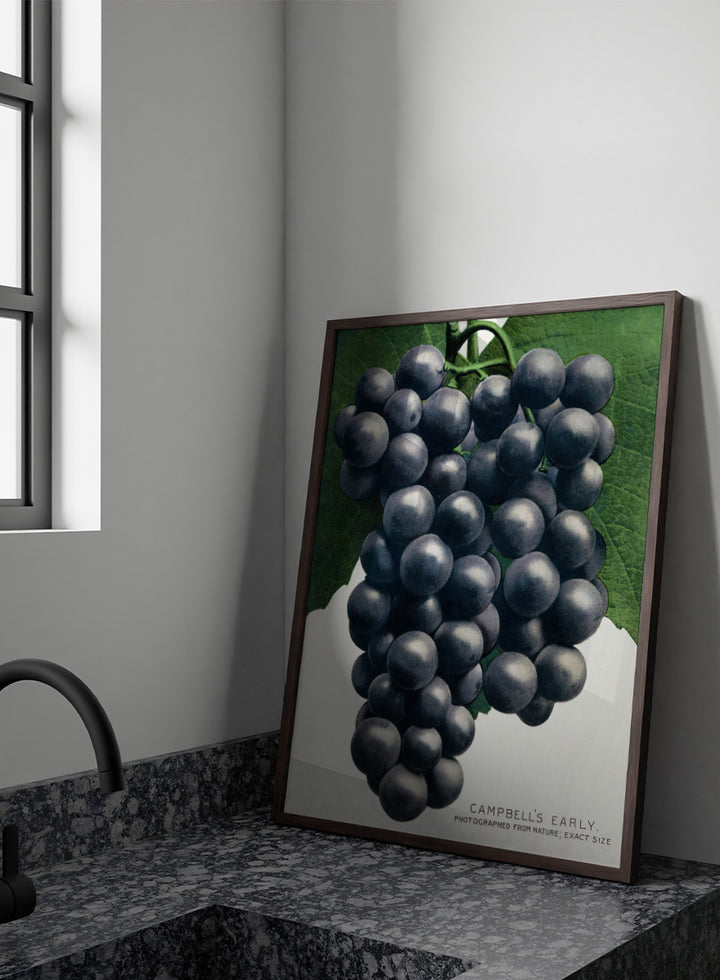 Vintage botanical illustration of a grape cluster hanging from a vine, with dark purple-black grapes and green leaves on a white background, captioned &