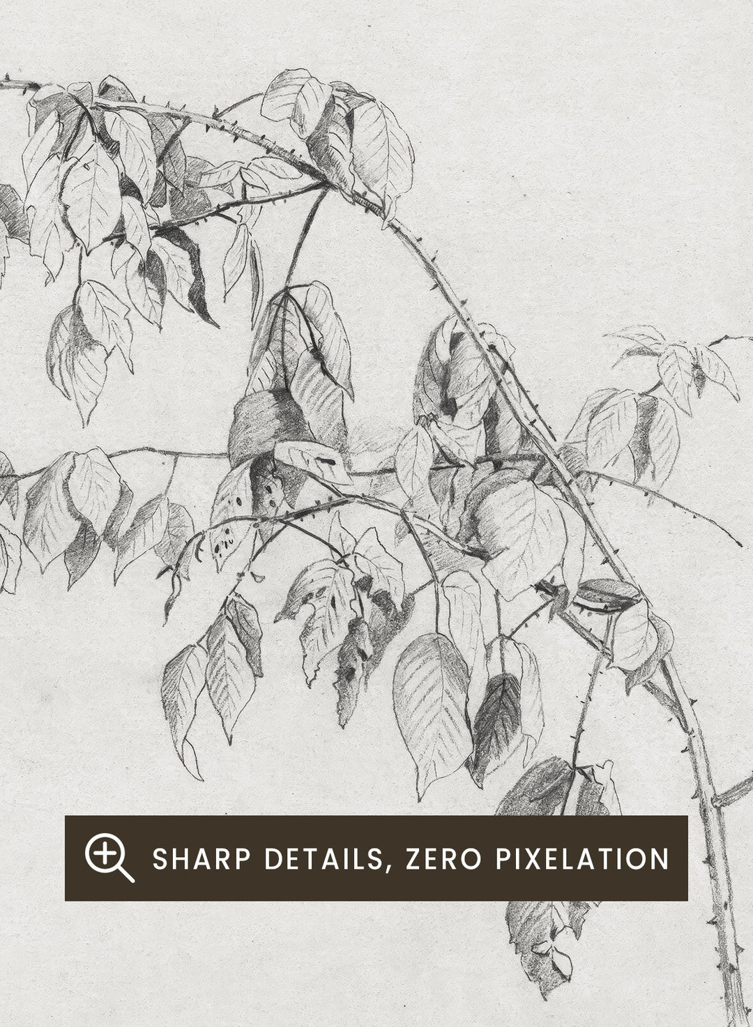 "Blackberry" Branch Sketch Art Print