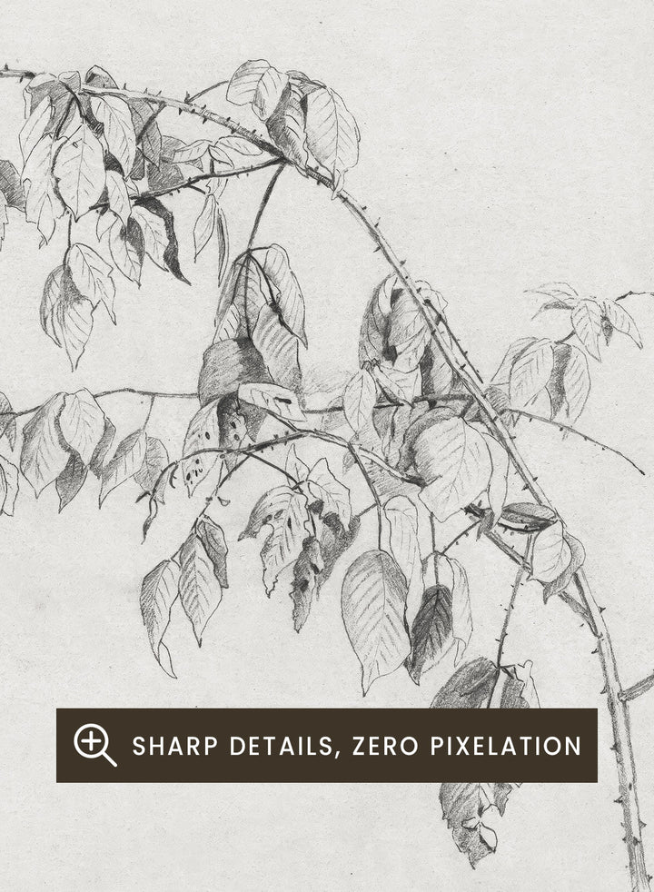 "Blackberry" Branch Sketch Art Print