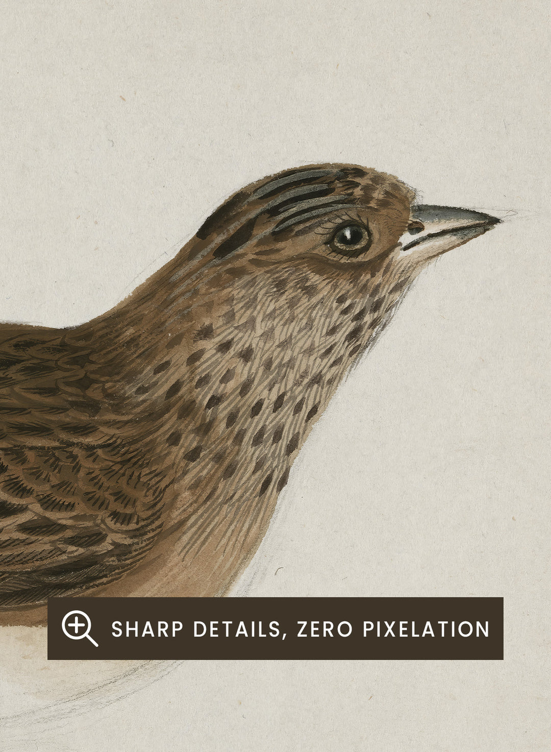 Eurasian Skylark by James Sowerby is a vintage natural history animal print of a brown streaked songbird, a charming study for bird and nature lovers.