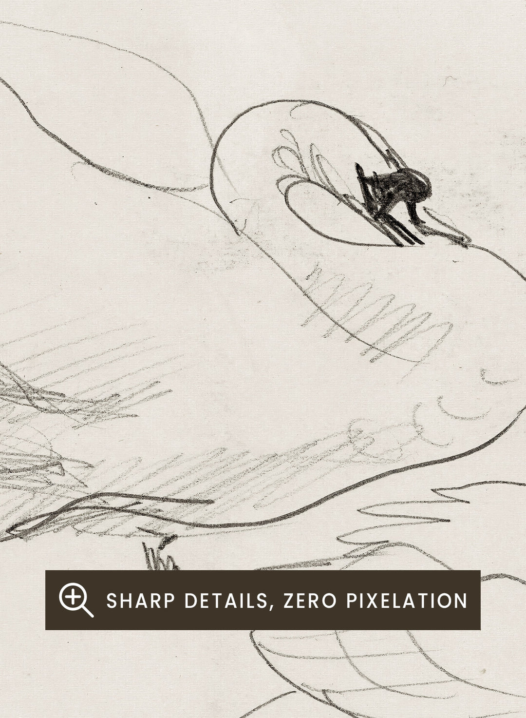 Studies of a Swan is a vintage pencil sketch print of two swans preening, a simple line drawing for a nature-inspired wall art collection.
