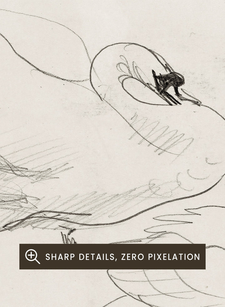 Studies of a Swan is a vintage pencil sketch print of two swans preening, a simple line drawing for a nature-inspired wall art collection.