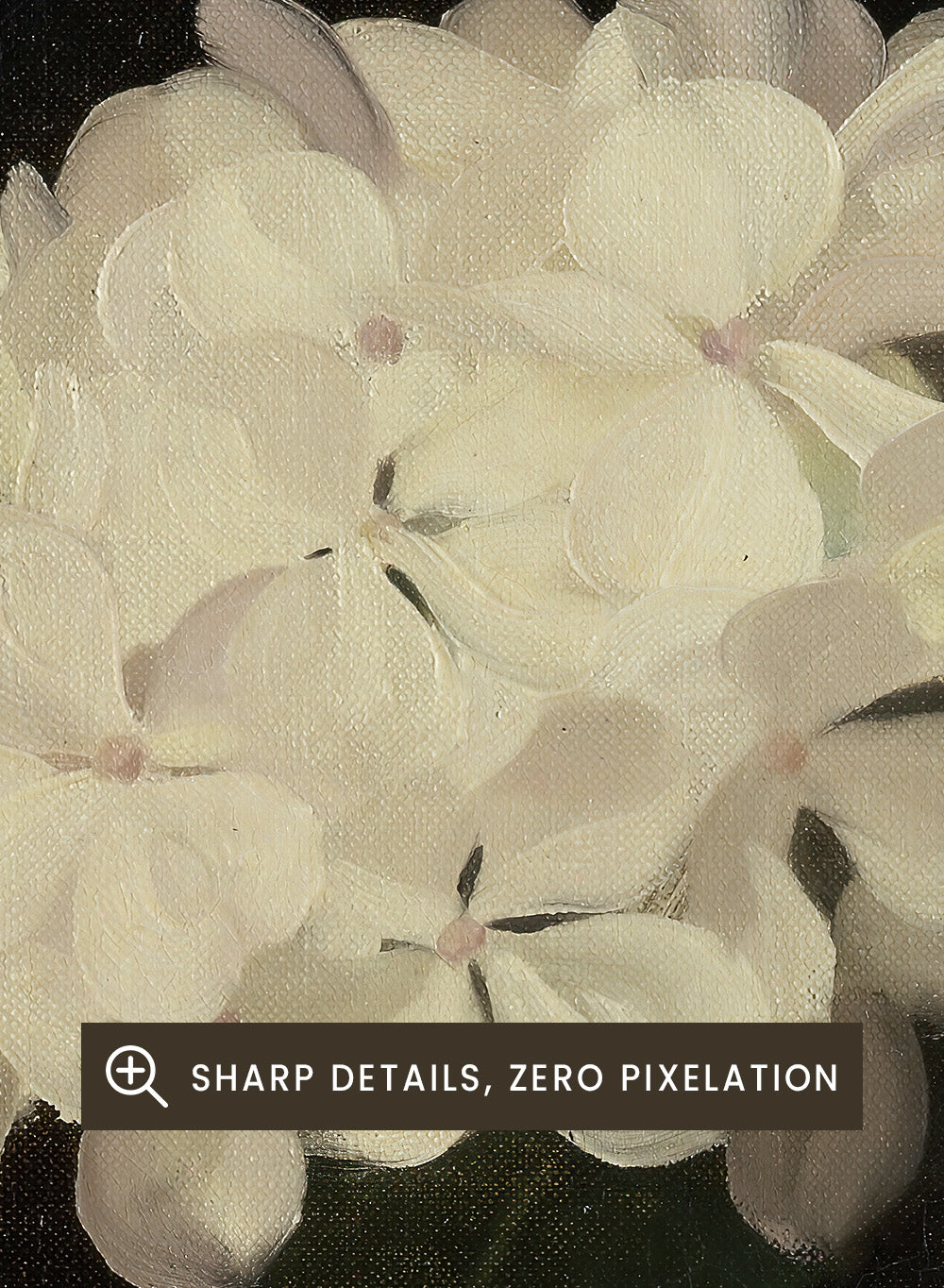 "White Hydrangea" Art Print