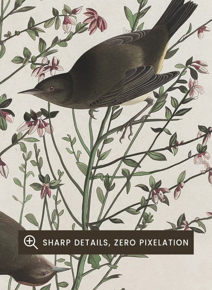 "Orange-crowned Warbler" Art Print