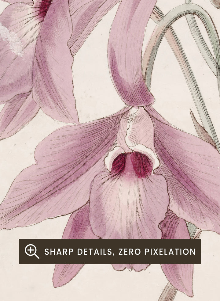 "Long-stalked Laelia" Art Print