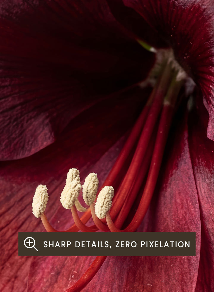Close-up of dark red amaryllis flowers on a beige background. Red Amaryllis by Andreas Magnusson is a floral photography art print featuring bold red amaryllis flowers, modern botanical wall art style, and officially licensed artwork.