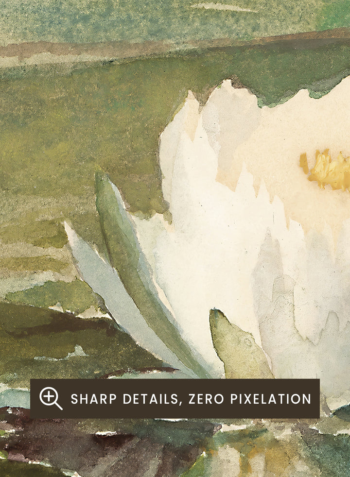 Vintage "Water Lily in Sunlight" Art Print