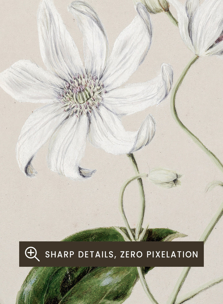 "Puawananga: Clematis Indivisa" Art Print