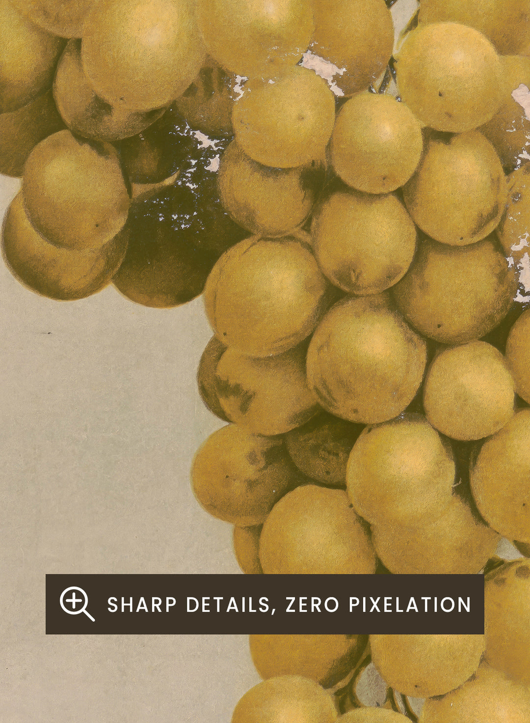 "Prize Golden Hamburg Grapes" Art Print